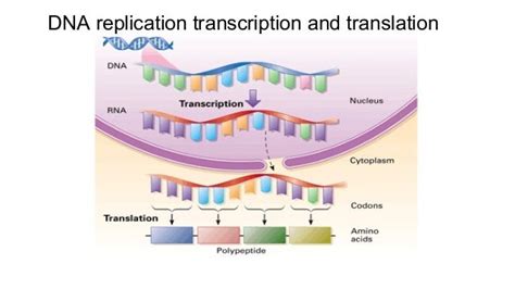 replication vs transcription vs translation|transcription vs translation diagram.